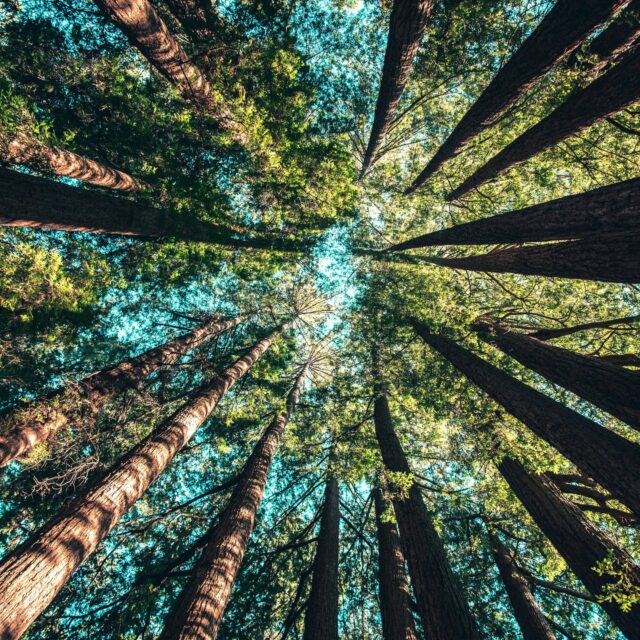 Trees give us life #forest #green #nature