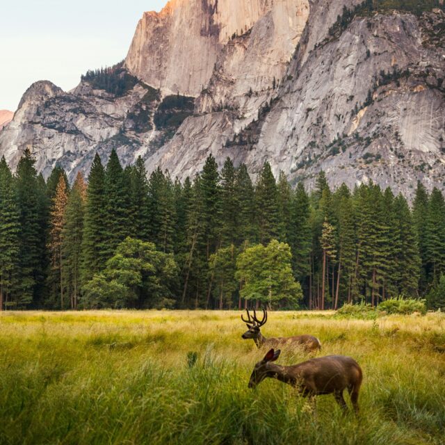 Peaceful morning. Rare sighting during the morning walk.